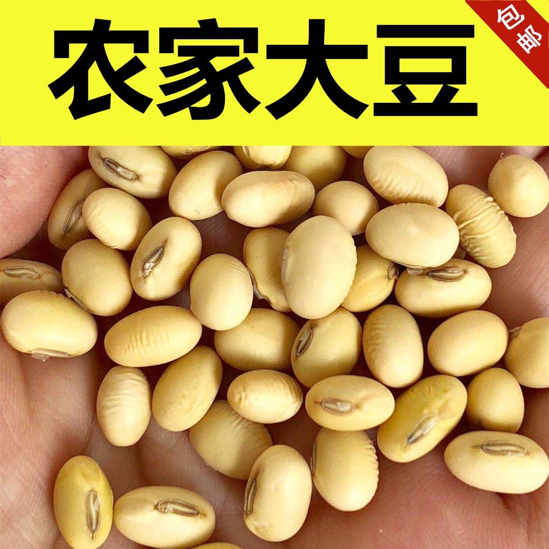 黄豆农家笨椭圆形做豆腐