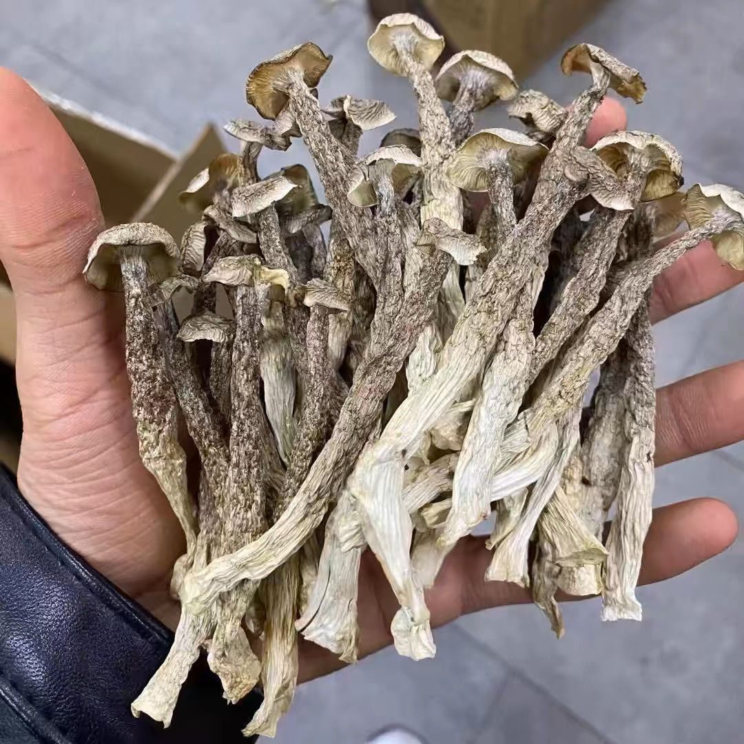 鹿茸菇干货煲汤炖汤食材