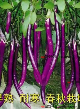 种子杭茄种子长线茄茄籽阳台四季蔬菜种籽黑紫色高产早熟耐热耐寒