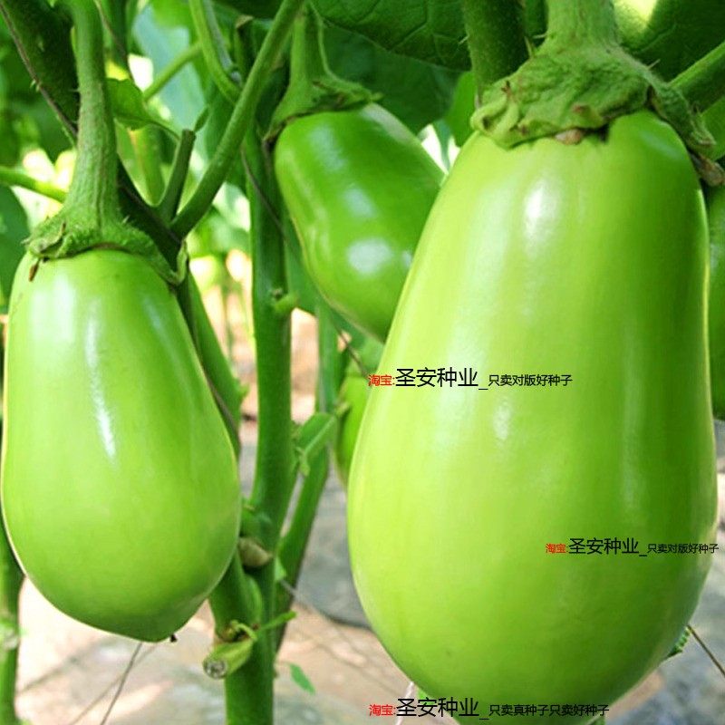 绿皮茄子种籽西安绿茄种子绿茄灌籽少春夏季播蔬菜籽春季播绿茄子
