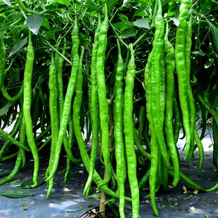 线椒种子种籽孑苗辣椒四季籽种海椒秧蔬菜种子南方线湖南辣椒大全