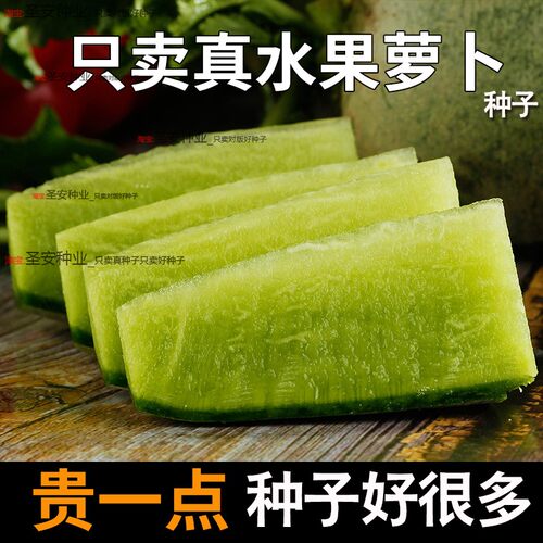 正宗甜脆沙窝水果萝卜种子绿皮绿心秋四季青罗卜种孑萝卜种籽大全