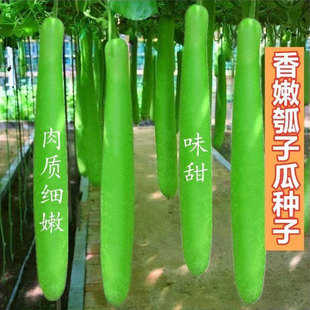 长瓠子瓜种子四季早熟高产青瓜速生耐寒蒲瓜短瓠瓜蔬菜种子大全