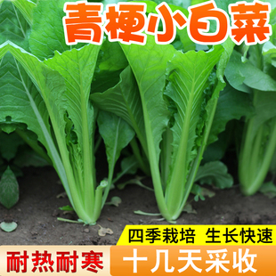15天速生耐热青梗小白菜种籽四季耐寒蔬菜种子阳台盆栽青帮菜夏秋
