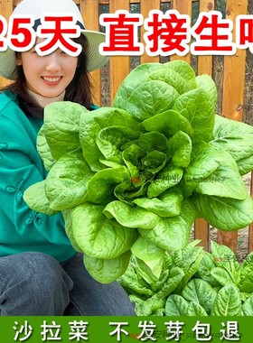 沙拉菜种子汉斯沙拉菜种籽耐高温夏季秋播种阳台盆栽农家蔬菜种子