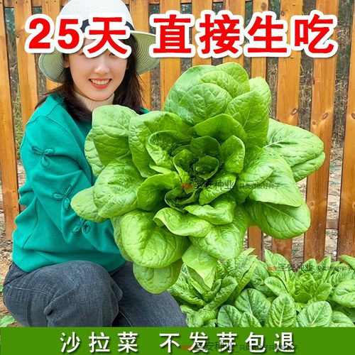 速生可生吃蔬菜沙拉菜种子正品