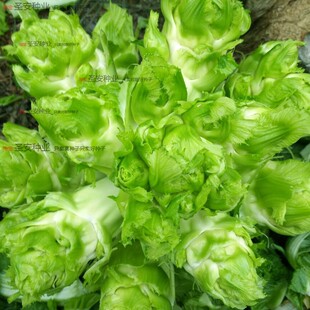 儿菜种子四川特产四季播娃娃菜抱子芥菜秋季蔬菜种子早熟易种原装