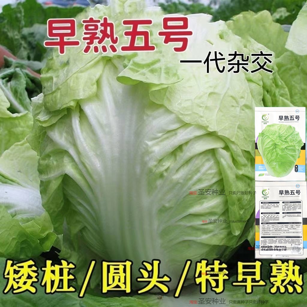 一代杂交早熟五号大白菜种子耐热夏季白菜种籽秋季耐寒结球蔬菜种