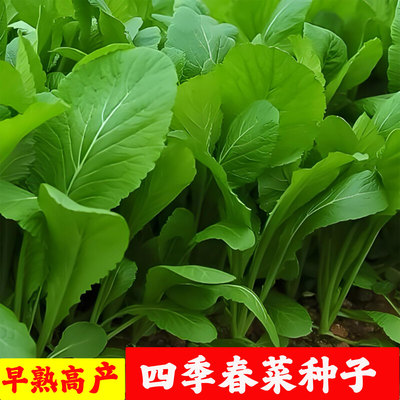 春菜种子四季小青菜种籽蔬菜种子大全耐寒热潮汕无渣甜菜当季新种