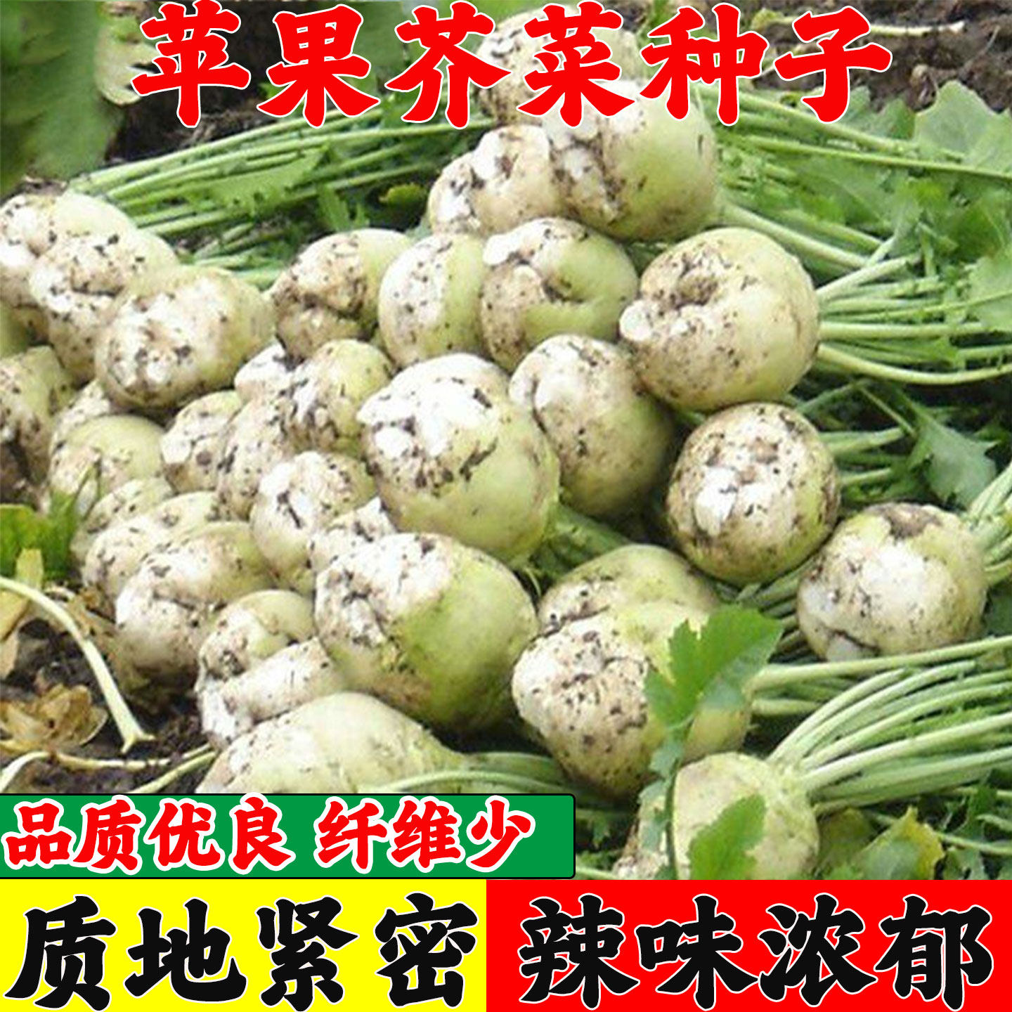 苹果芥菜种子阳台盆栽蔬菜种子芥菜疙瘩种籽四季高产大头菜新种