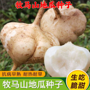 牧马山地瓜种子早熟蔬菜种子大全凉薯地瓜种子水果地瓜沙葛白地瓜