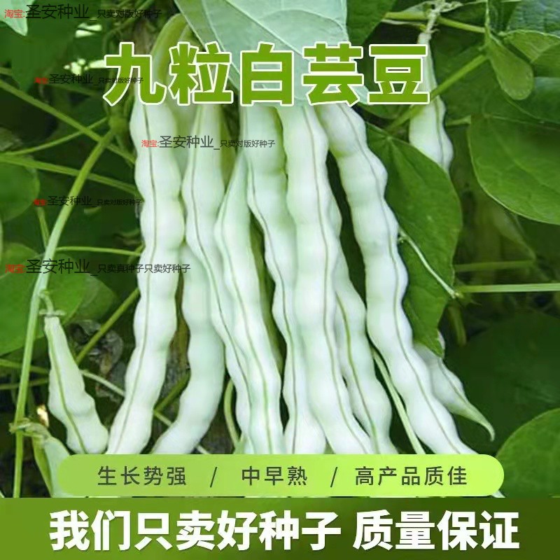 九粒白芸豆种子孑白不老豆角种籽大全高产四季豆摘不败老来少豇豆图片