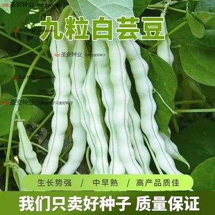 九粒白芸豆种子孑白不老豆角种籽大全高产四季豆摘不败老来少豇豆