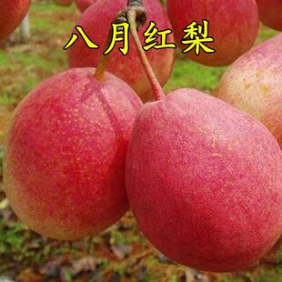 梨树苗嫁接果树果苗南方北方种植八月红梨地栽种植特大果当年结果