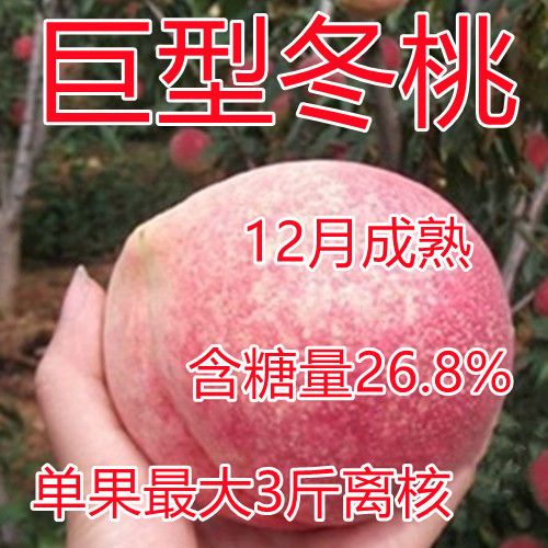 特大桃树苗嫁接特大晚熟巨型冬桃树果苗南方北方种植当年结果桃果
