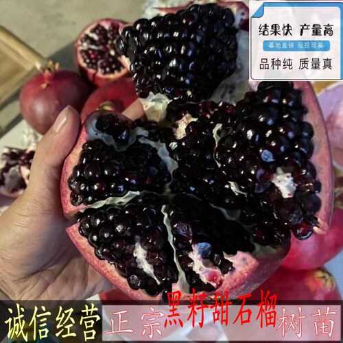 新品种黑宝石籽甜榴树苗特
