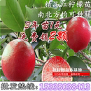 红肉柠檬树苗当年开花结果苗 柠檬苗 盆栽四季 台湾红皮红肉檬苗