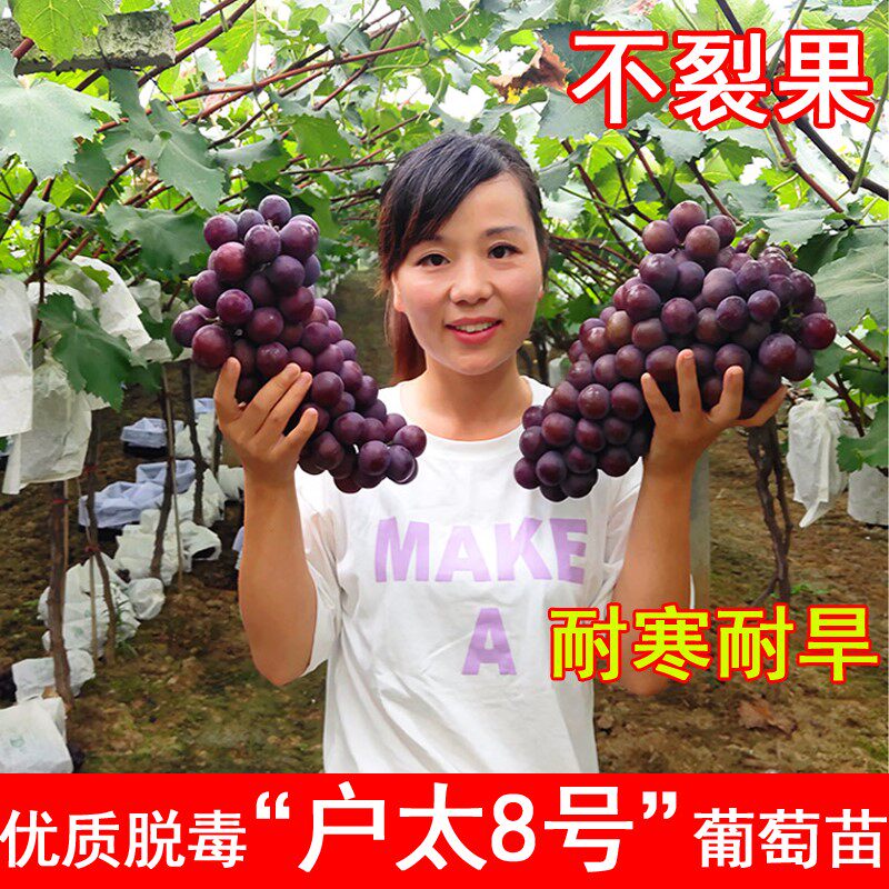 户太8号葡萄苗耐寒爬藤沪太八号葡萄树苖北南方庭院种植当年结果