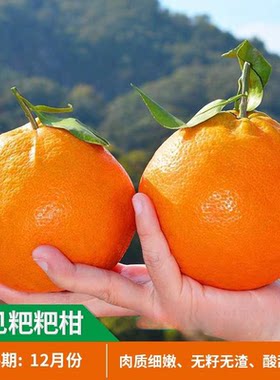 春见粑柑树苗沃不知火丑橘