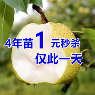 梨树果苗嫁接苗翠冠梨树砀山梨子树苖地栽当年结果香梨子果树果苗