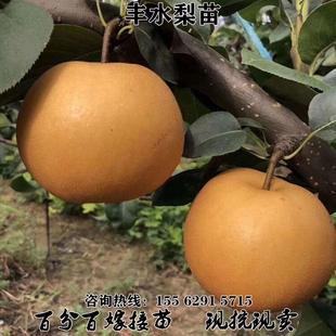 嫁接特大脆梨树苗丰水梨苗当年结果树苗盆栽地栽庭院南方北方种植