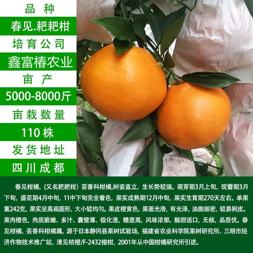 春见耙柑树苗桔子嫁接丑当