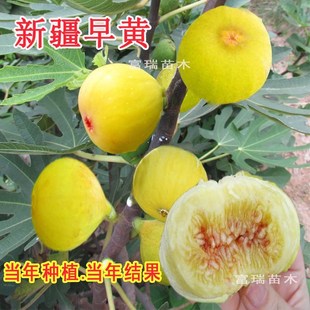 无花果树苗盆栽特大果当年结果地栽矮化南北方波姬红带土庭院种植