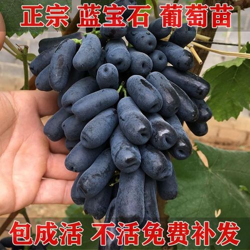 蓝宝石葡萄树苖阳光玫瑰苗