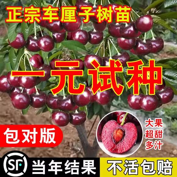 车厘子树苗嫁接大樱桃苖果