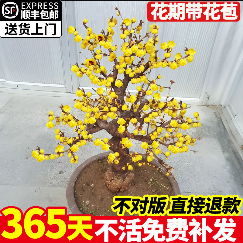 腊梅花盆栽树苗丛生地载庭院风景树耐寒红梅矮化老桩原生素心蜡梅