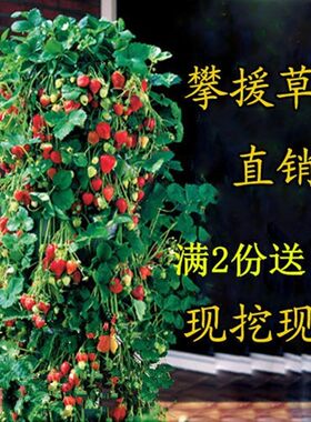 四季草莓苗攀援树爬藤果