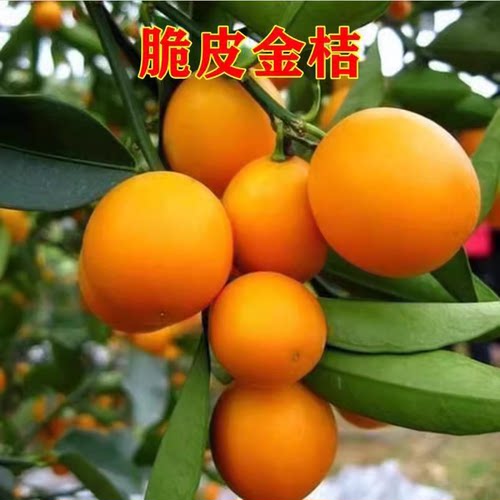 脆皮金桔苗果树柑庭院地栽