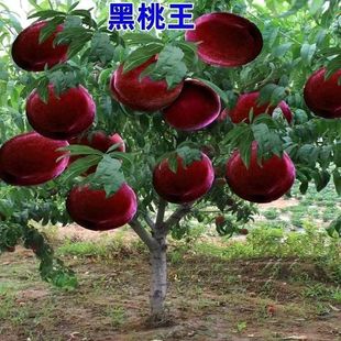 特大超甜嫁接新品种晚熟巨型冬桃果树苗活苗耐寒耐旱盆栽地栽