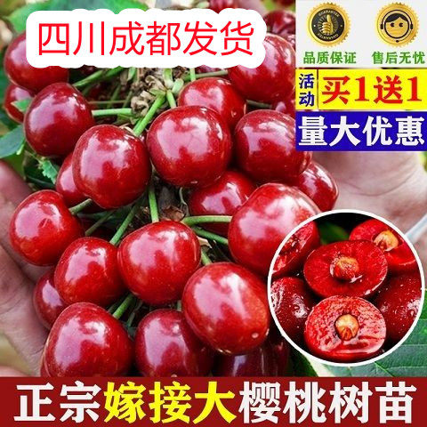 樱桃树苗车厘子特大美早矮