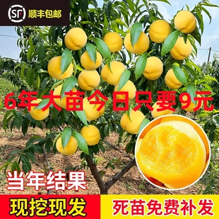 黄桃树苖桃树果苗嫁接苗冬桃油桃树果苗南方北方种植桃苗当年结果