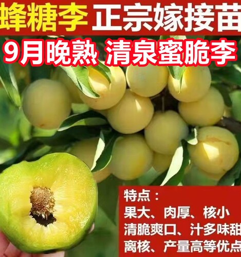 四川脱骨李子苗蜂糖树新品