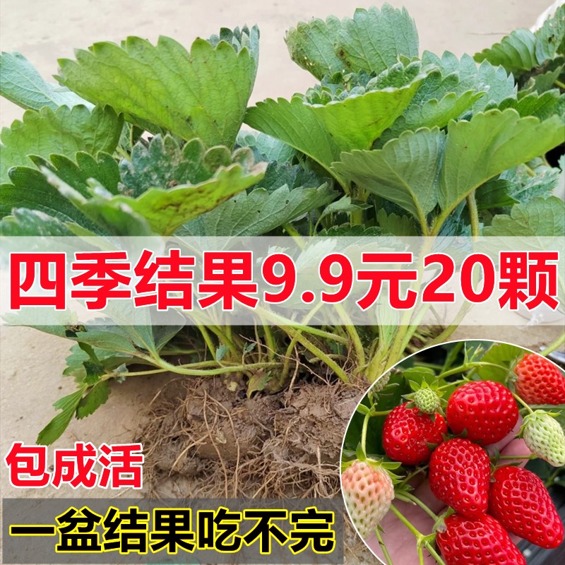 四季草莓苗奶油红颜草莓秧盆栽带土食用南北方阳台庭院当年结果苗