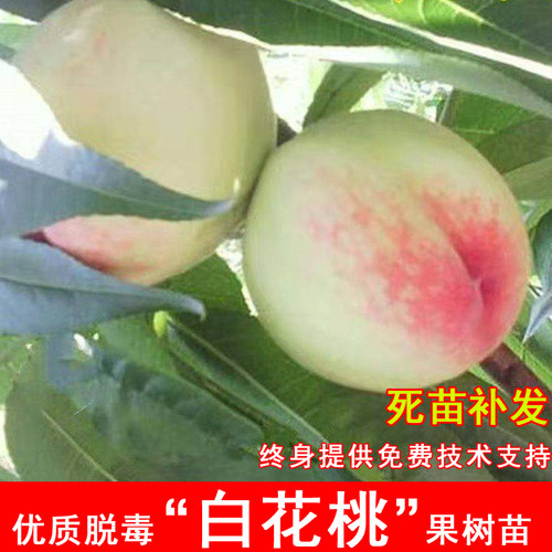 嫁接白花桃树苗六月早熟水