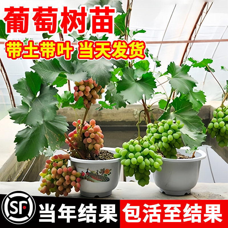 巨峰黑葡萄树苖老桩果树果苗晴王阳光葡萄无籽提子苗全国种植地栽