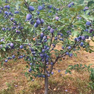 西梅李子树果苗地栽南北方嫁接苗当年结果蜂糖李子苗树水果树果苗