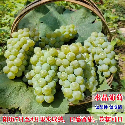 早熟水晶葡萄树苗嫁接无核