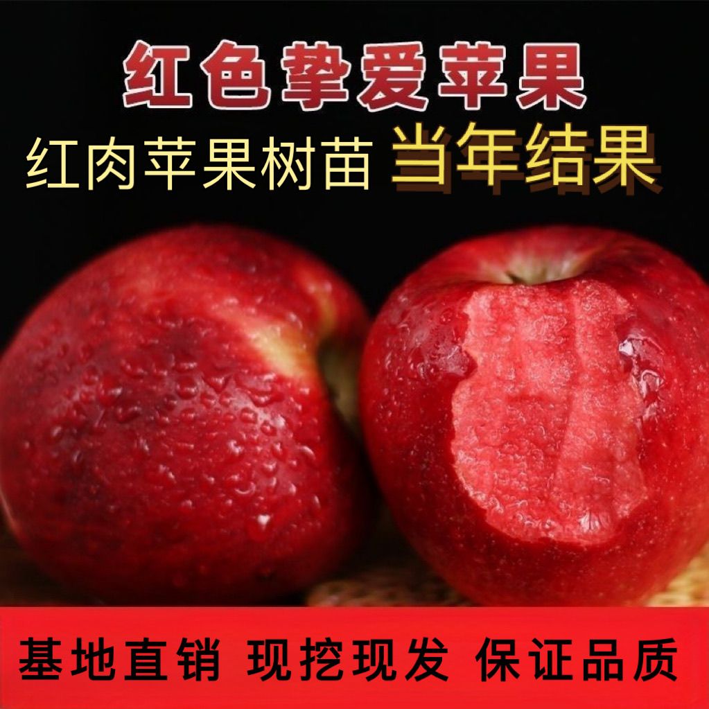 新品种红色之爱肉苹果树苗