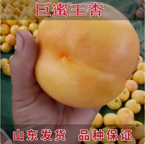 果树苗巨蜜王杏嫁接香甜