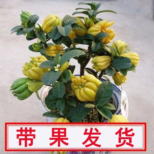 带果阳台室内盆栽庭院花卉