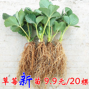 草莓苗秧盆栽四季结果冬季丹东红颜奶油玄玉大新草莓秧苗南方