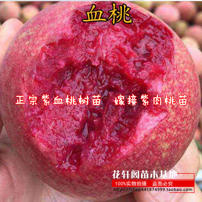 正宗紫血桃树苗 嫁接紫肉桃苗 紫肉血桃苗 红肉血桃 果树苗