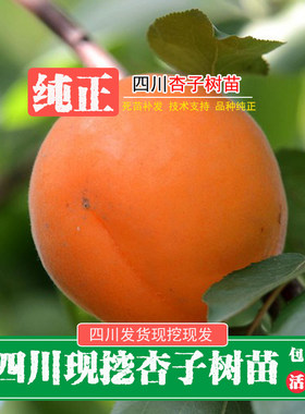 四川新鲜现挖凯特杏子树苗