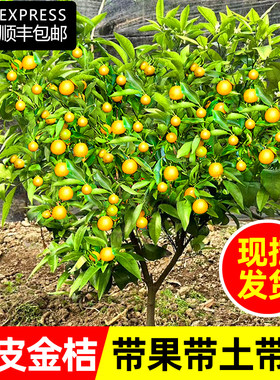 带果金桔盆栽树苗四季食用