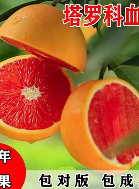 果树苗直销塔罗科血橙嫁