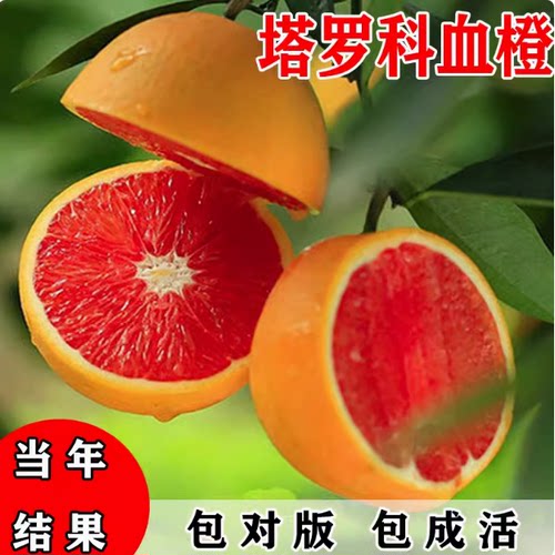 果树苗直销塔罗科血橙嫁
